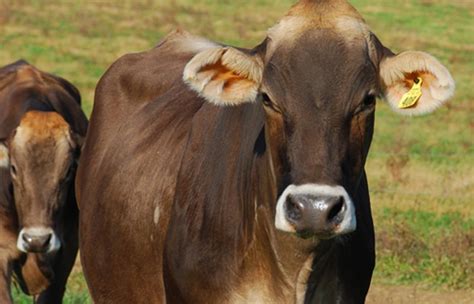 Milking Shorthorn Dairy Cows