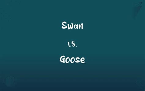 Swan vs. Goose: What’s the Difference?