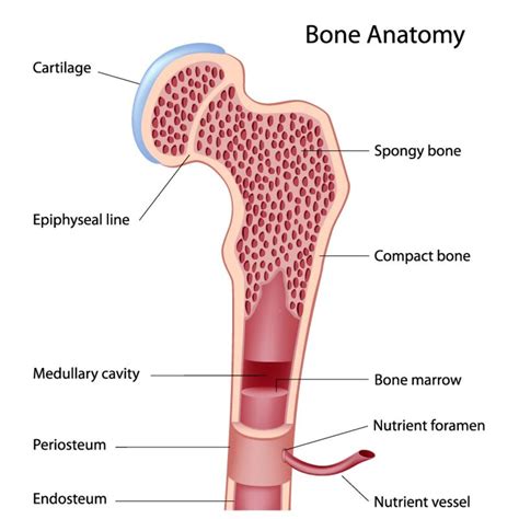 Bone marrow - Things You Didn't Know