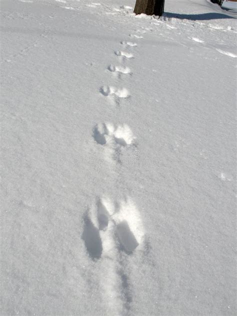 Squirrel Prints in Snow stock image. Image of squirrel - 1651535