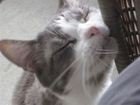 kitty, the blind cat. scratching his head on a chair. | Flickr