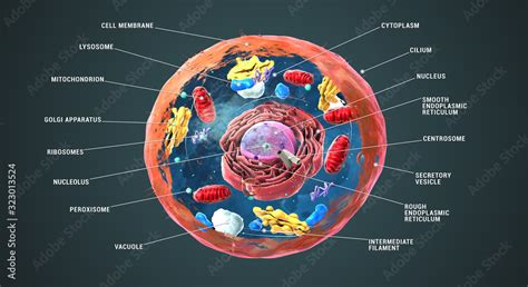 Labeled Eukaryotic cell, nucleus and organelles and plasma membrane - 3d illustration Stock ...