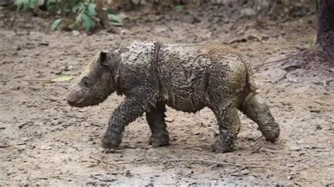 Baby Sumatran Rhino Is Indonesia’s First Born in Captivity