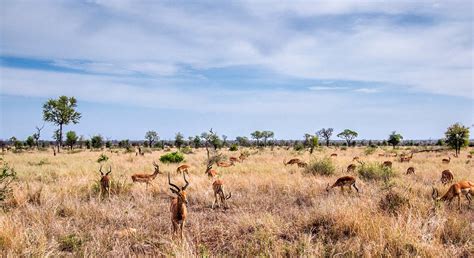 Kruger National Park 2021: Best of Kruger National Park, South Africa Tourism - Tripadvisor