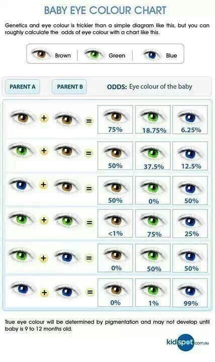 Eye color probability chart | Ojos de bebé, Cambiar color ojos, Experimentos para niños