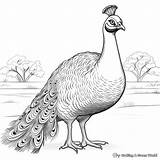 Peacock Coloring Pages  Free & Printable sketch template
