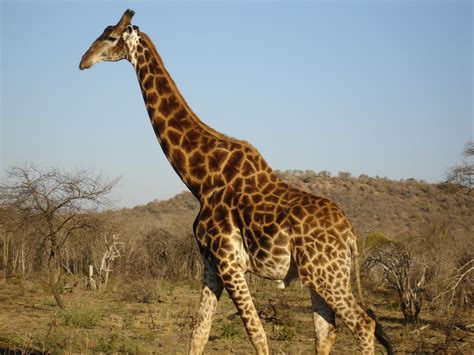 south african giraffe - Google Search | Non Bovids | Pinterest