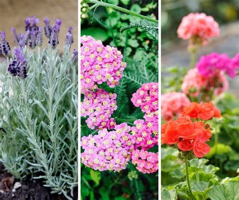 15 Drought Resistant Flower Plants