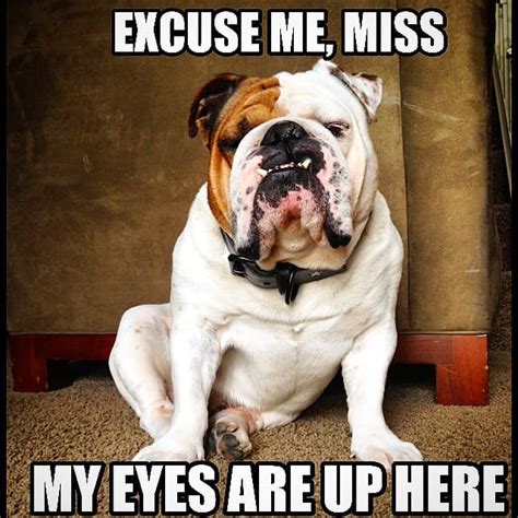 bulldog ingles meme Bulldog eyes hilarious understand wins patience ...