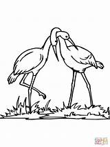 Stork Couple coloring Page  Free Printable Coloring Pages sketch template