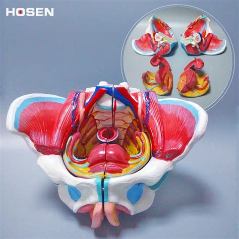 Female pelvic structure model pelvis with genitalia and vascular nerve ...