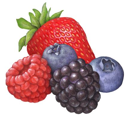 Realistic Berries Illustration - Mixed Berries Drawing