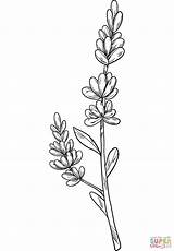 Lavender coloring Page  Free Printable Coloring Pages sketch template