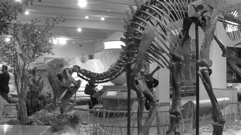 Carnegie Museum of Natural History (106) | Raquel Camargo | Flickr