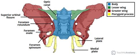 Cranial Foramina - Foramen Ovale - Skull - TeachMeAnatomy