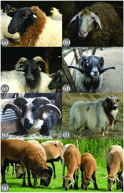 Sheep breeds (Ovis aries) showing different horn phenotypes belonging ...