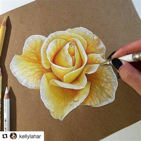 #coloredpencil #flower #rose #drawing by @kellylahar #art urkina.com | Roses drawing, Flower ...