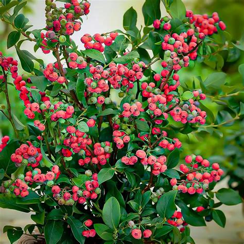 Pink Lemonade Blueberry Bushes For Sale | The Tree Center