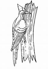 Cute Woodpecker Coloring Page  Free Printable Pages For Kids sketch template