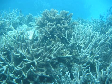 Branching corals, Barrier Reef, Cairns, Australia | Paul Mannix | Flickr