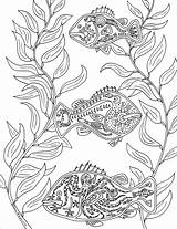 Kelp Forest Drawing At GetDrawings  Free Download sketch template