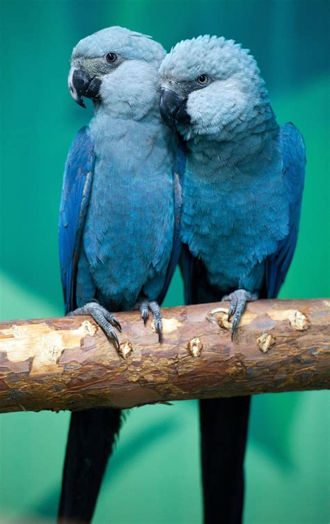 est100 一些攝影(some photos): Spix's macaw , the rarest parrot species in the world. 金剛鸚鵡, 世界上最稀有的鸚鵡。