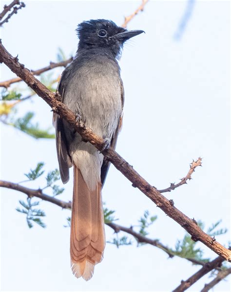 African Paradise Flycatcher | Passerine | Bird