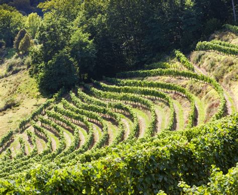 Vineyard, Jurancon, France stock image. Image of agronomy - 146742233