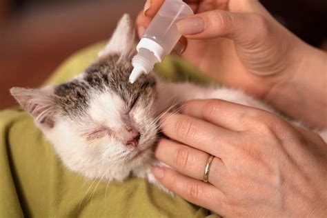 The 25 Best Cat Eye Drops of 2020 - Cat Life Today