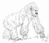 Gorilla Coloring Pages Printable sketch template