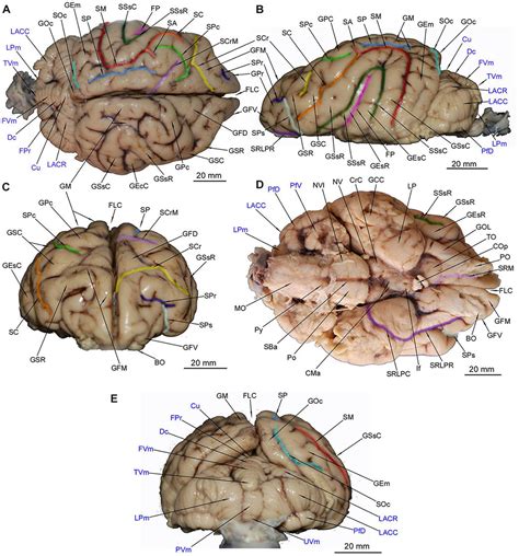 The first brown bear’s brain atlas! – Carpathian Brown Bear Project