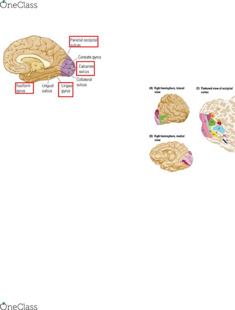 PSYCH 2NF3 Lecture Notes - Spring 2018, Lecture 8 - Calcarine Sulcus, Superior Temporal Sulcus ...