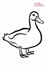 Easy Duck Coloring Page For Kids  FirstCry Parenting sketch template