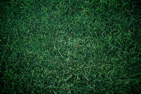 Dark Green Grass For Background Dark Green Lawn Background Closeup Stock Photo - Download Image ...