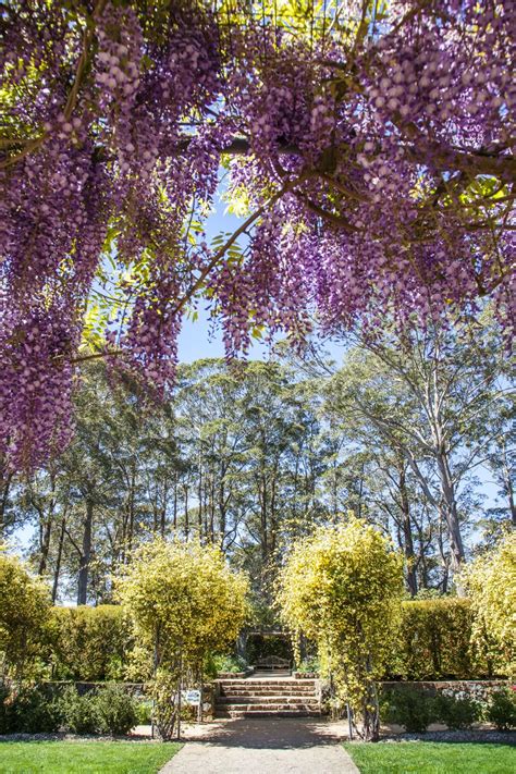 Blue Mountains Botanic Garden Formal Garden in Spring when the Banksia Rose and Wisteria come to ...