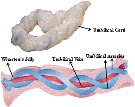 Figure 2 from Umbilical Cord Blood Preservation and Its Future Benefits | Semantic Scholar