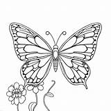 Butterfly Coloring Pages  Free PDF Printables Xcoloring sketch template