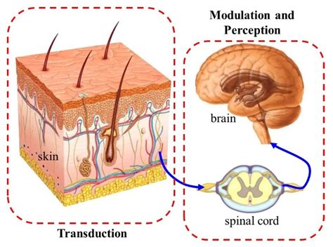 Micromachines | Free Full-Text | Mathematical Model for Skin Pain ...