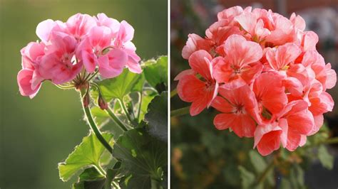 How to Grow and Care for Geraniums - Garden Beds