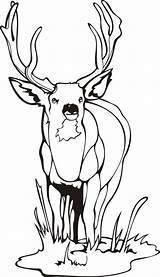 Free Printable Elk Coloring Pages  Coloring Home sketch template