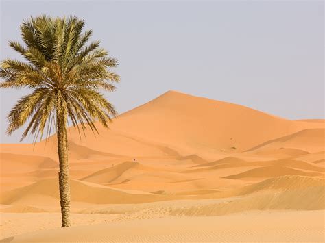 Sahara Desert Plants