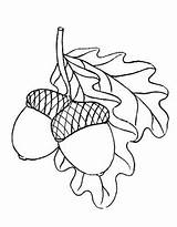 Acorn Coloring Pages » Turkau sketch template