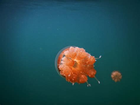 Premium Photo | Close-up of orange jellyfish in sea