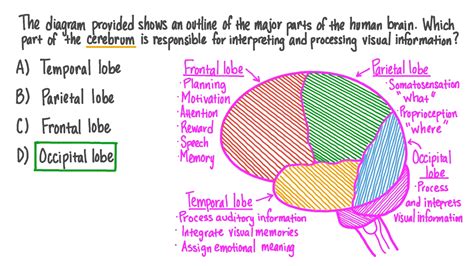 Occipital Lobe Of The Brain