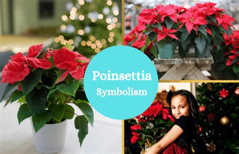 Poinsettia – Symbolism and Meaning - Symbol Sage