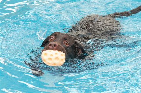 Chocolate Lab Puppies Swimming