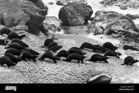 A sea otter family in Commander Islands Stock Photo - Alamy