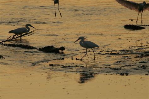 Free picture: egret, bird, head