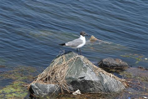 Sea Gull | North Wildwood NJ August 2, 2012 | Jim, the Photographer | Flickr