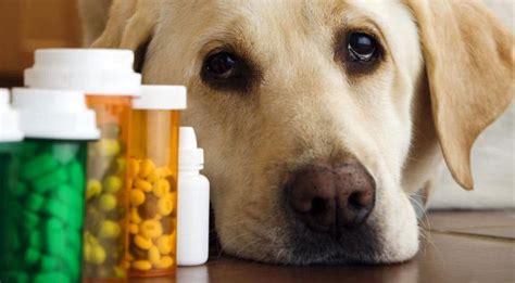 How to Trick Your Dog into Taking Liquid Medicine - Best Protection Dogs